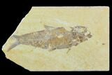 Detailed Fossil Fish (Knightia) - Wyoming #120004-1